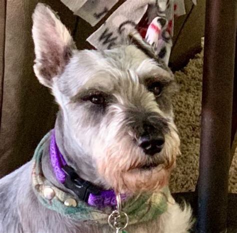 north texas schnauzer rescue|schnauzers for adoption texas.